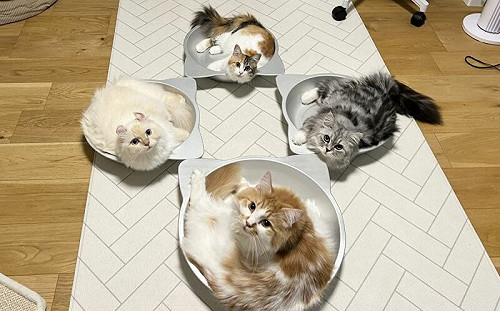 4貓主子開會中！網：神秘魔法陣？