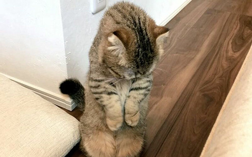 挺直背脊道歉！貓：抱歉我這麼可愛