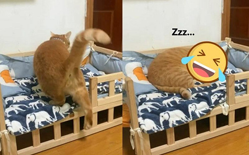 沒有動作是多餘！橘貓上床一秒入睡
