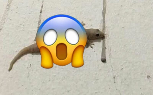 阿嬤偷養的！家裡壁虎竟吃到肥嘟嘟