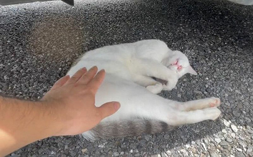 (影)想外出發現車底藏浪貓！完全叫不醒