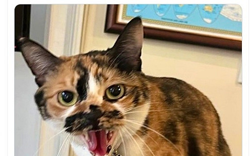 制裁沒在怕！蕭美琴戰貓嗆北京：有壓迫就有反抗