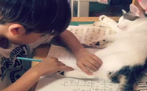 (影)男孩寫作業要掀貓！牠：摸我就全對