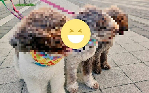 3狗遭強風吹！網笑︰以為是土撥鼠