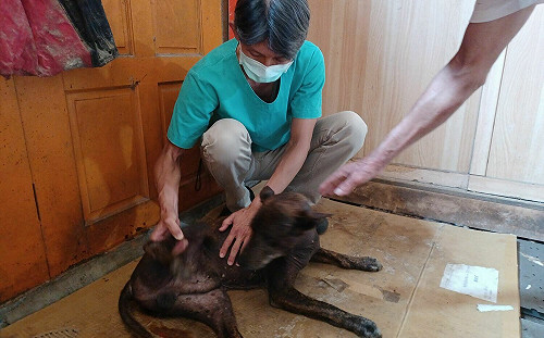 新北動保處協助愛爸治癒流浪犬多年隱疾