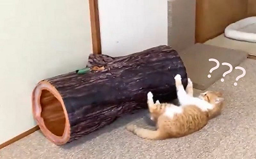 (影)頑皮貓撲樹幹玩具！被彈飛傻眼愣住