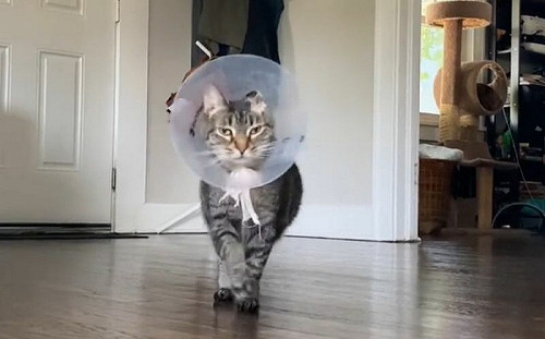 貓咪手術完超自信！戴羞恥圈走台步