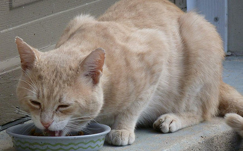 新北動保處主動稽核寵物食品 保障毛寶貝食安健康
