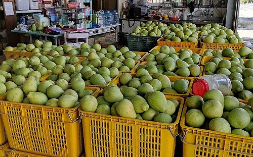 中國恢復我國文旦輸入「傅崐萁促成」？學者：凸顯中方政治凌駕貿易