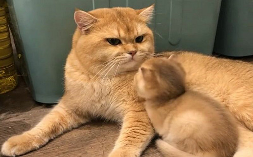 確定親生？奶貓不給喵爸親慘遭飛踢