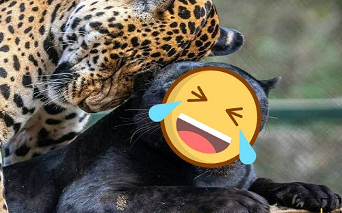 還是寶寶？大花豹狂撒嬌黑豹媽無奈