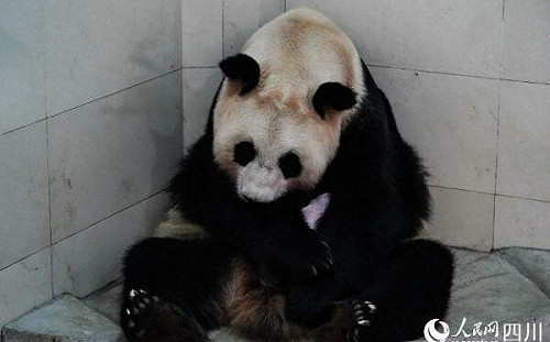 熊貓「翠翠」產寶徵名惹事？中國網友為子「祈翠」文 官媒怕翻車急禁評