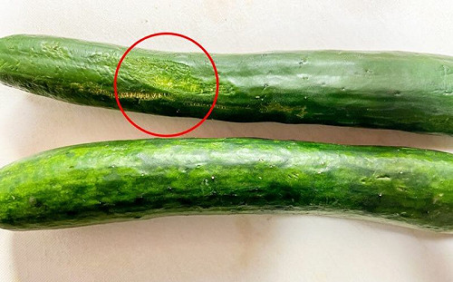 小黃瓜枯黃怎麼辦？達人曝1招有解
