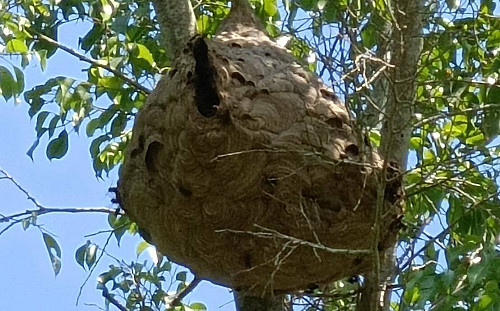 登山踏青小心虎頭蜂！北市動保處提醒「4不4要」遠離蟲蟲危機