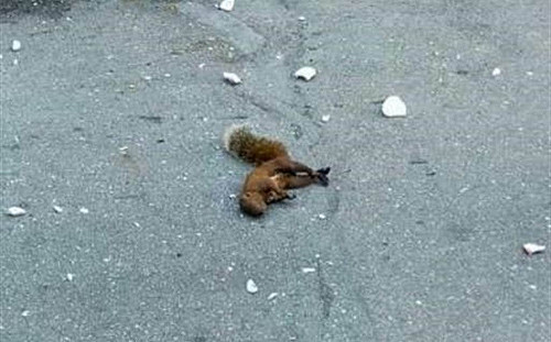 松鼠惹禍! 高雄今早又停電 8千戶熱醒怒嗆下次換哪種動物?