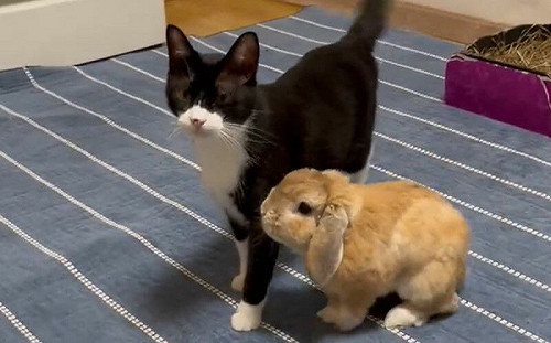 (影)兔兔是賓士貓的跟屁蟲！每天黏緊緊