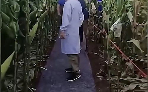 (影) 高官考察玉米地竟要鋪地毯? 中國農研所趕快說「地很濕、防滑用」