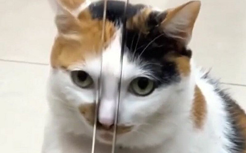 鼻子慘卡自動門？牠下秒動作眾笑了