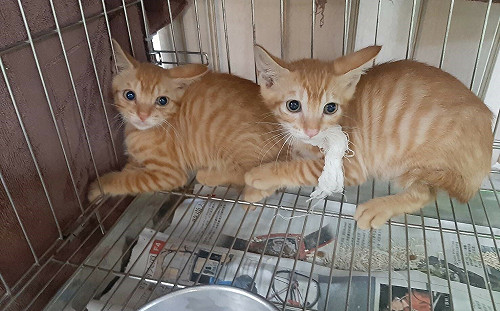 咖啡廳老闆偕新北動保處為喵星人找幸福 人貓情緣廣流傳