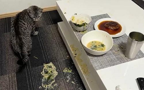 推熱湯灑奴才！貓愣3秒即刻逃亡