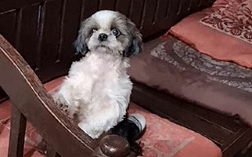 主人唱歌喊：換你了！狗秒接棒跳舞