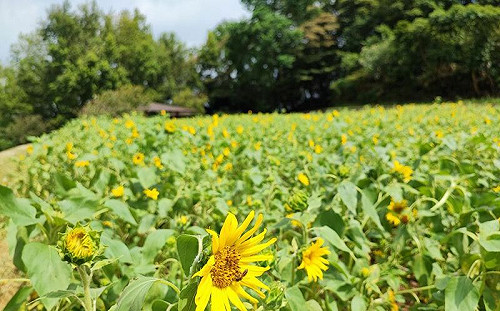 中秋連假不無聊！台北三大花海賞不完