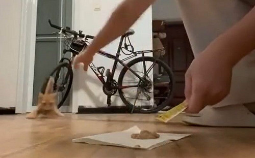 想吃肉泥！小橘貓「被滑走」又跑回