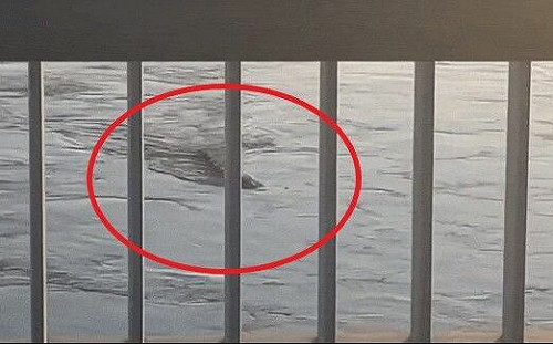 駭人怪物成真！漢江驚見10米長水怪