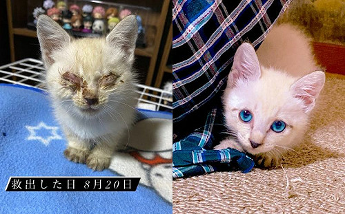 獲救棄貓得結膜炎！1個月後變超美