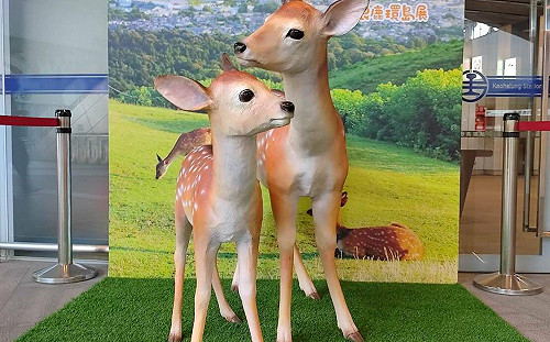 台日友誼持續UP！奈良鹿現身高雄車站全台巡迴祈福