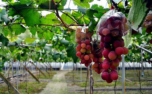 「梅花」颱風農損447萬元！巨峰葡萄損失最多