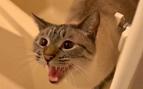 主人洗澡！貓纏著狂叫：我也要一起