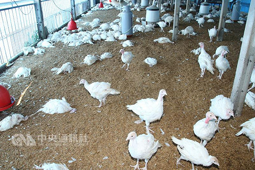 確診首例禽場染H5N6 台南逾3千隻火雞暴斃