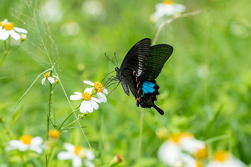 新北河川流域治理平台整治有成 林口溪重現多樣豐富生態