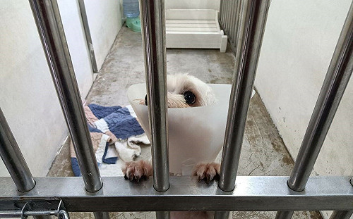 新北動保處查核特定寵物長照機構 守護毛寶貝照護品質