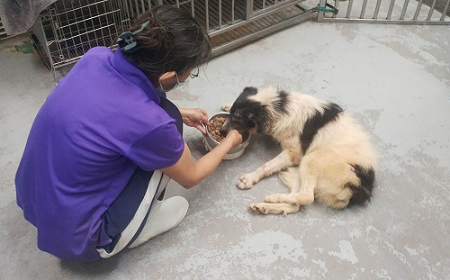 毛寶貝老了也會失智 新北動保處推寵物長照成效斐然