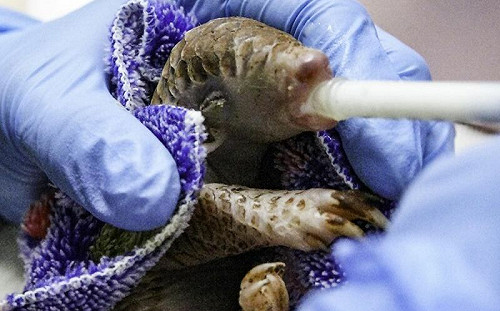 新北發現穿山甲！亮相北市動物園