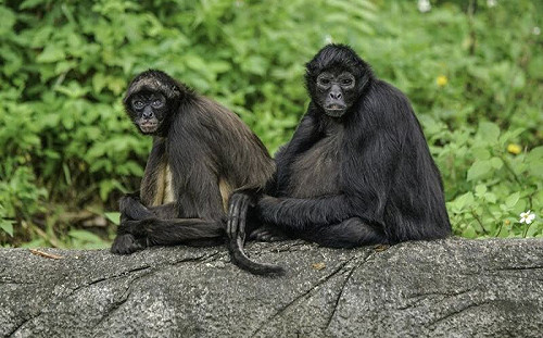 棕蜘蛛猴組屁孩集團！近期面臨崩解