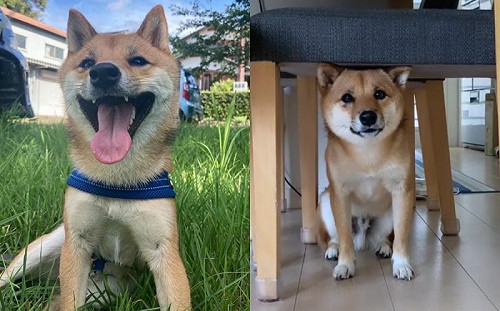 「你要跟我去嗎？」哭臉豆柴秒笑開