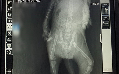 斷骨小黑貓石縫中求生 新北3獸醫聯手2小時妙手回春