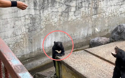 這裡也要！黑熊向遊客「舉手示意」
