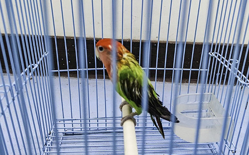 北市動物園突出現棄養鸚鵡！園方揭嚴重後果：可能導致「團滅」