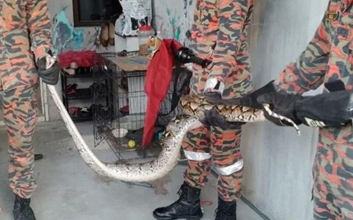 驚！五尺巨蟒赫然躺在貓籠中 愛貓已遭活活吞噬