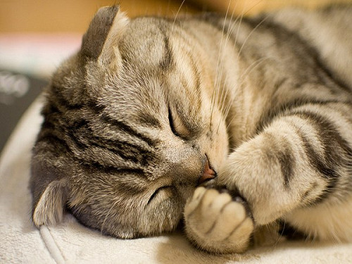 貓咪超級會忍痛！貓奴注意十大警訊