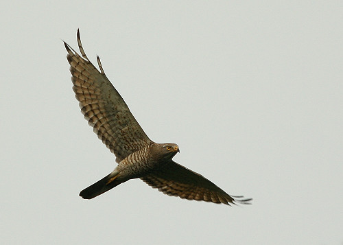 三月南路鷹翱翔天際　「鷹揚八卦」盛會登場