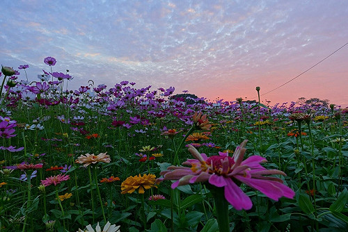 鄭文燦：農博展現桃園草花產業札根實力