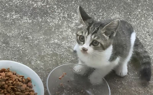 孕貓託付小孩給民眾！隔日不辭而別