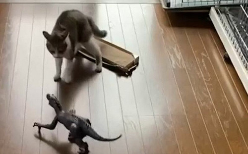 所有貓被恐龍嚇退！牠獨自勇猛抗戰