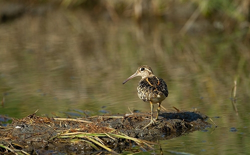 新北水田濕地中的模範奶爸-「彩鷸」