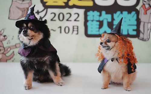 新北「藝起GO歡樂」圓滿最終回   六位模範飼主獲贈專屬金飯碗